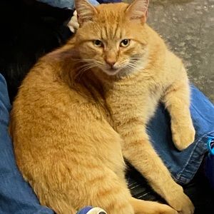 Meet your Posher, Podge